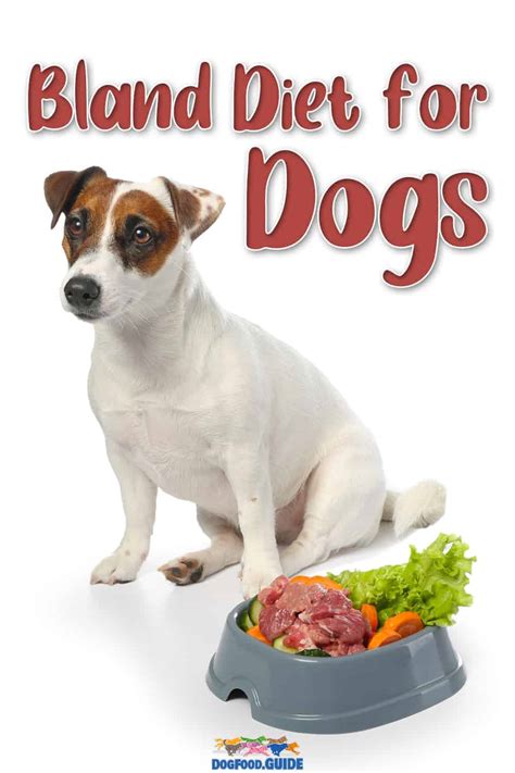 Bland Diet For Dogs: 4 Accurate Things You Need to Consider!