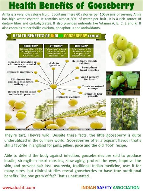 DOSHTI: 45 Health Benefits of Indian Gooseberry or Amla