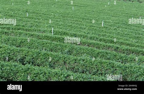 Tea plantation in japan Stock Videos & Footage - HD and 4K Video Clips - Alamy