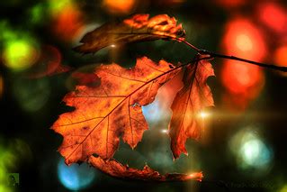 Colors of autumn 2 | ƒr㋡ηk vᗩη Doηgeη | Flickr