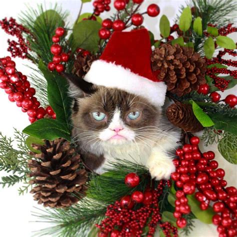 Grumpy cat | Grumpy cat christmas, Christmas cats, Christmas kitten