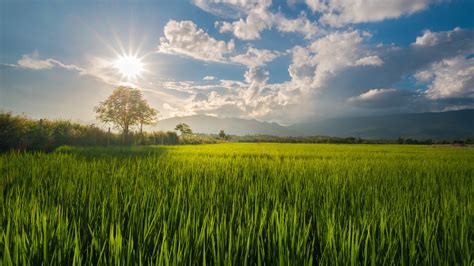 Lovely Green Grass Field wallpaper | nature and landscape | Wallpaper ...