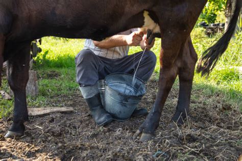 160+ Milking Cow Human Hand Milk Stock Photos, Pictures & Royalty-Free Images - iStock