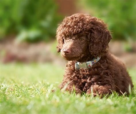 Miniature Poodle