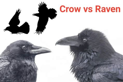 What are the differences between Crow and Raven - Difference Between