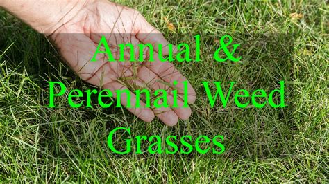 09 12 Annual vs Perennial Weed grasses - YouTube