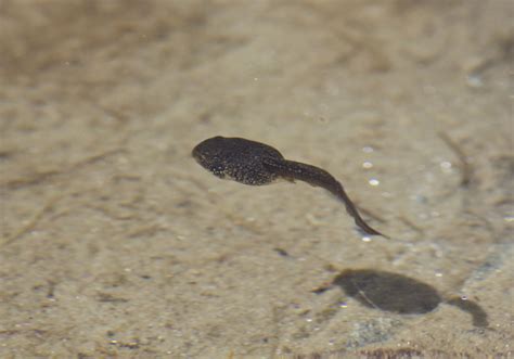 Tadpole Tail Regeneration Cells Discovered - Reptiles Magazine