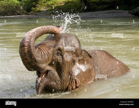 Sumatran elephant bathing in river at Tangkahan Stock Photo - Alamy