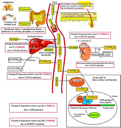 Schematic representation vitamin D metabolism and hereditary disorders ...