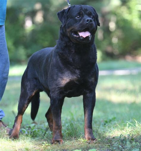 Nero Rottweiler Stud in Michigan