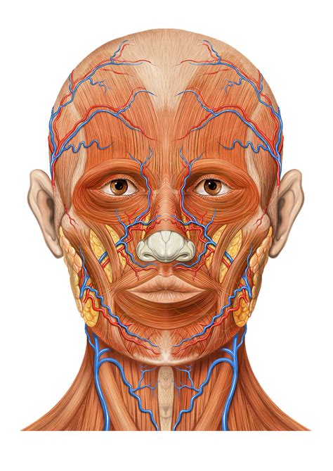 File:Head ap anatomy.jpg - Wikimedia Commons