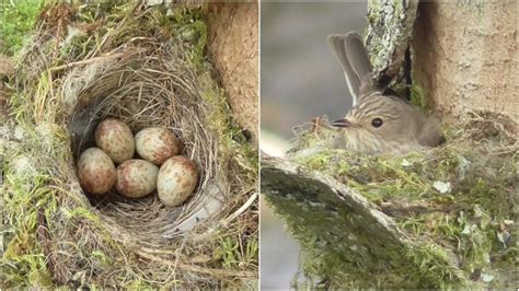 spotted flycatcher bird nest eggs - YouTube