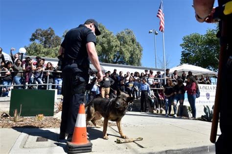 Santa Paula police chief credits gang crackdown for crime decline