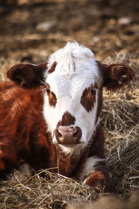 Beef steer | Nature animals, Animals, Pets