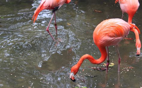 Flamingo Eating Fish Beaks Are Specially Adapted To Separate Mud And ...