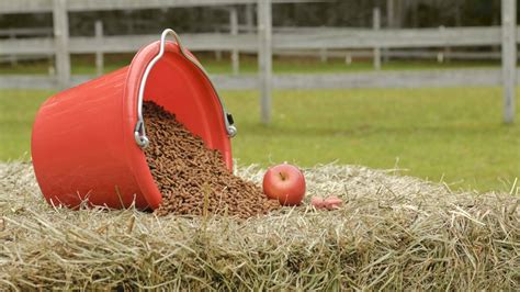 Horse Nutritional Requirements: What Is the Right Proportion? | Colorado Horse Council, Inc.