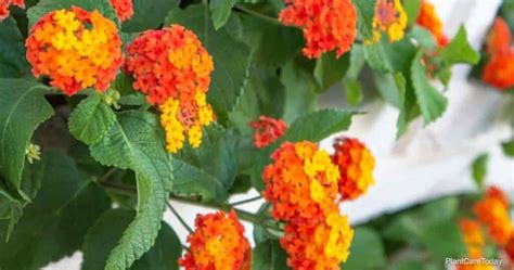 Lantana Propagation: How To Propagate Lantana Plants (3 Ways)