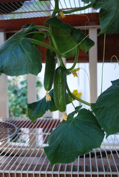 Growing Cucumbers, How to Grow Cucumbers, Planting Cucumbers