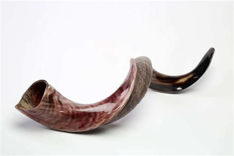 Shofar Kudu semi polished medium- buy now in best quality from Israel