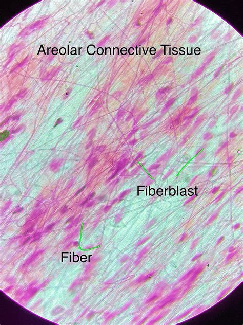 Areolar Connective Tissue Labeled Areolar Tissue Goog - vrogue.co