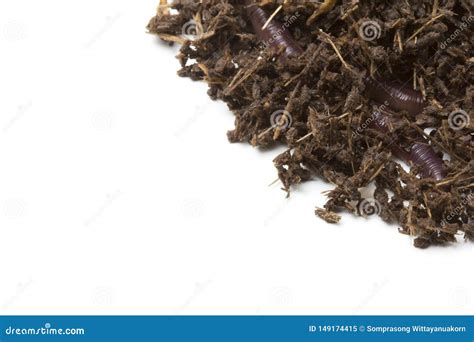 African Night Crawler, Earthworms and Fertile Soil Isolated on White Background Stock Image ...