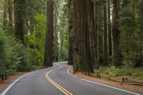 Redwood Highway: Northern California's Most Scenic Drive