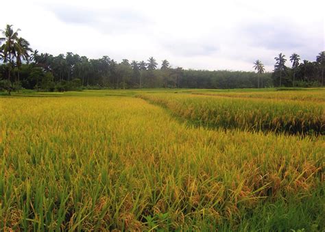 GROWING RICE ORGANICALLY | Edge Davao