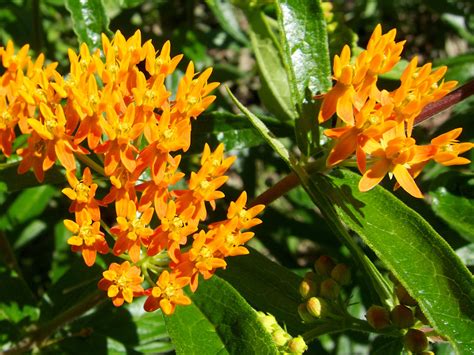 Twelve Native Milkweeds for Monarchs | Monarch butterfly garden, Asclepias tuberosa, Milkweed