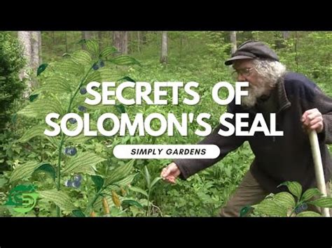 Discovering the Gardening Secrets of Solomon's Seal: History, Benefits, and Uses. - YouTube
