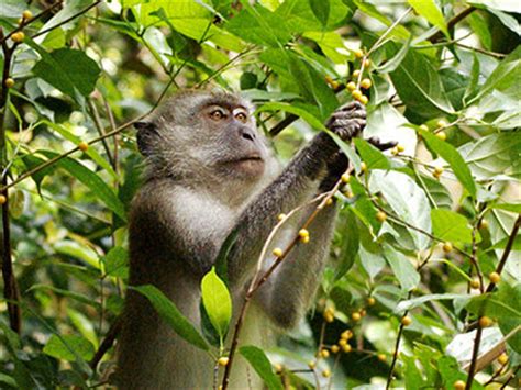 Long-tailed Macaque - Macaca fascicularis