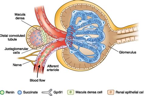 Physiology: Renin-angiotensin-aldosterone system – The Anaesthetic Room