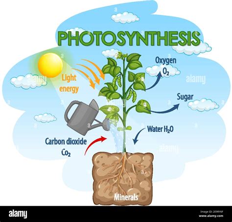 Plant Photosynthesis Steps