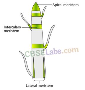 Tissues Class 9 Notes Science Chapter 6 - OnlineLearning.blog