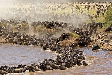 Mara River (Maasai Mara National Reserve) - All You Need to Know BEFORE ...