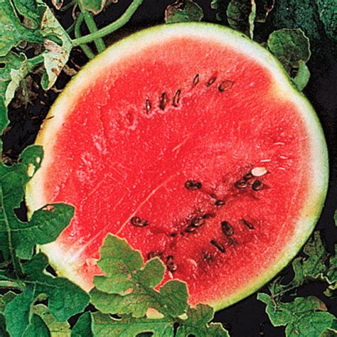 Sugar Baby Watermelon for Sale | Gurney's Seed & Nursery Co.