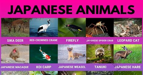 Japanese Animals: 30+ Adorable Japanese Animals You Might not Ever See ...