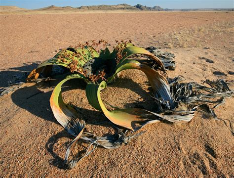 These Strange Plants Look Like Alien Creatures