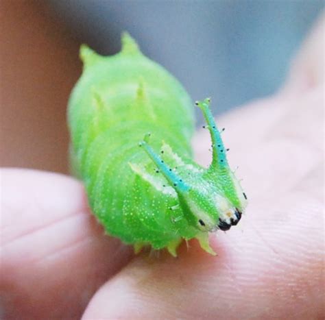 Japanese Emperor Caterpillar: What's Not to Love With a Face Like This :3 | Featured Creature