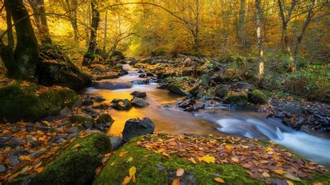 Forest With Water Stream And Rocks Between Trees HD Nature Wallpapers ...