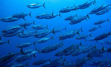 bigeye_tuna_Tuna_Species | Photos | WWF