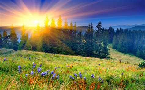 Download Sunbeam Tree Flower Field Mountain Sunset Nature Landscape HD Wallpaper