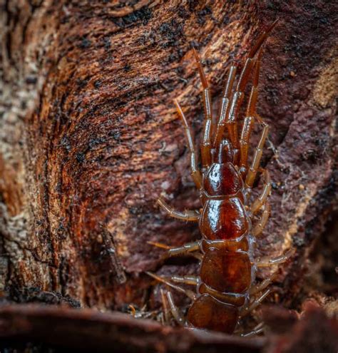 Best Centipede Traps For Indoors - How I Get Rid Of