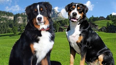 Mountain Burmese Dog Breed Information, Images, Characteristics, Health