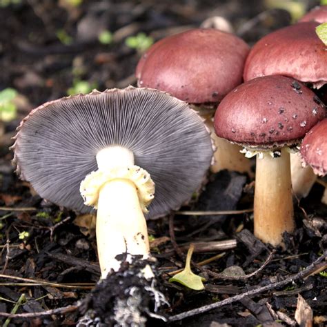 King Stropharia - Stropharia rugosoannulata, red - pure culture for organic mushroom cultivation acc