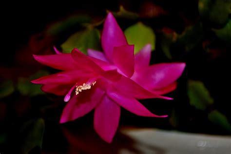 Cactus Flower 2023 Photograph by Eileen Brymer - Pixels