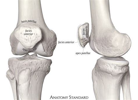 Patella, or kneecap bone