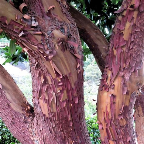 Arbutus unedo 'Marina' Strawberry tree from Belmont Nursery