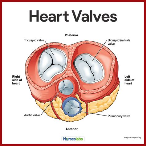 Cardiovascular System Anatomy and Physiology: Study Guide for Nurses | Medical anatomy, Anatomy ...