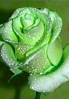 86 Best Green rose ideas | rose, green rose, beautiful roses