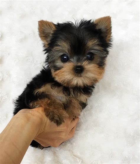Teacup Yorkie Breeders - Photos All Recommendation